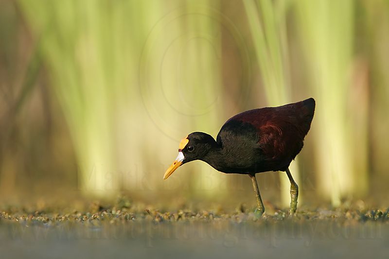 _MG_1044Northern_Jacana.jpg