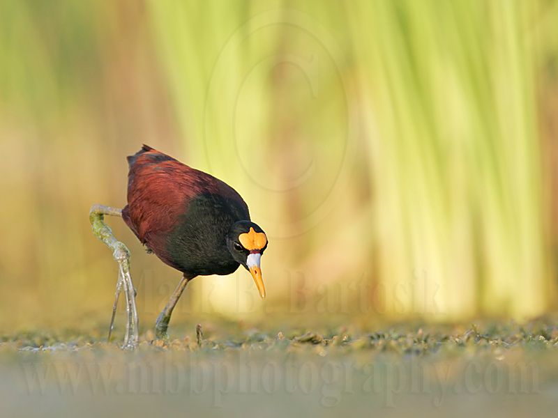 _MG_1067Northern_Jacana.jpg
