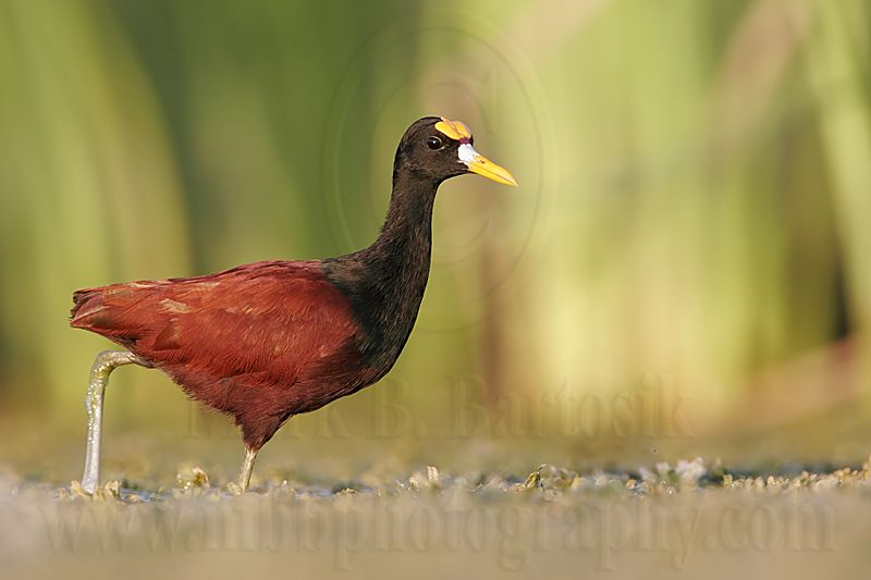_MG_1194Northern_Jacana.jpg