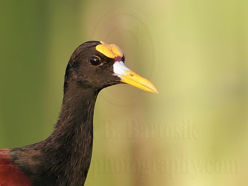 _MG_1194crop_Northern_Jacana.jpg