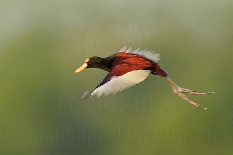 _MG_1740Northern_Jacana_dusk.jpg