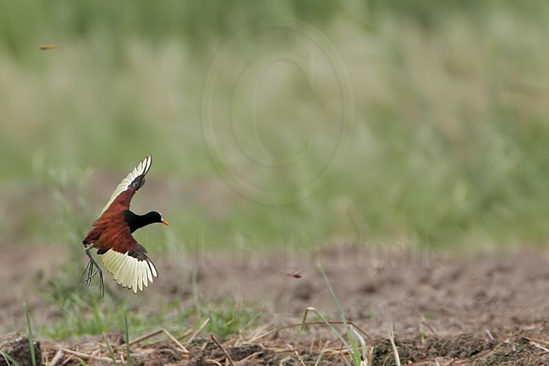 _MG_4596Northern_Jacana.jpg