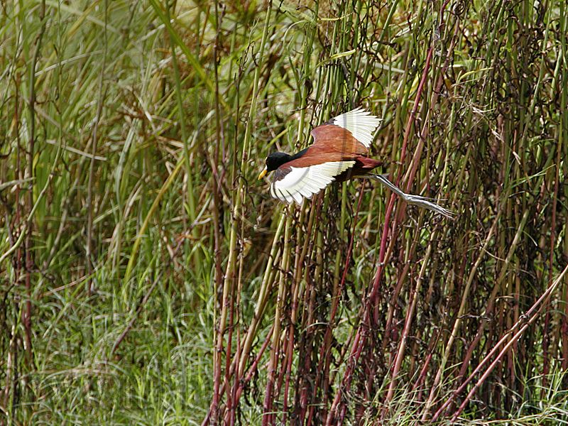 _MG_7801Northern_Jacana.jpg
