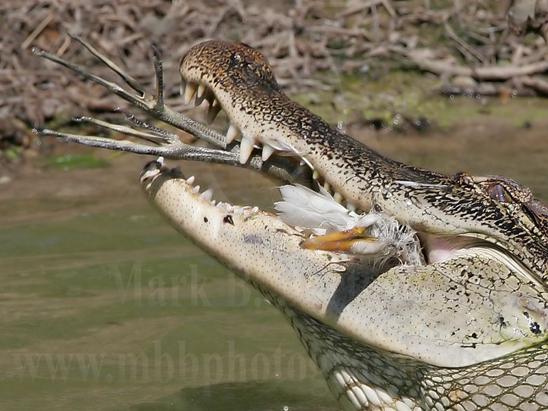 _MG_9089_American_Alligator.jpg