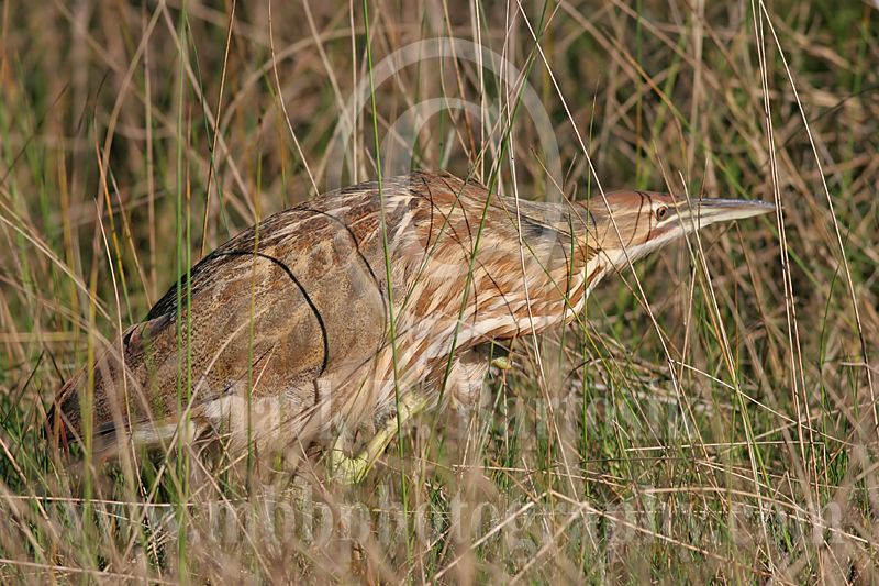 3676854_American_Bittern.jpg