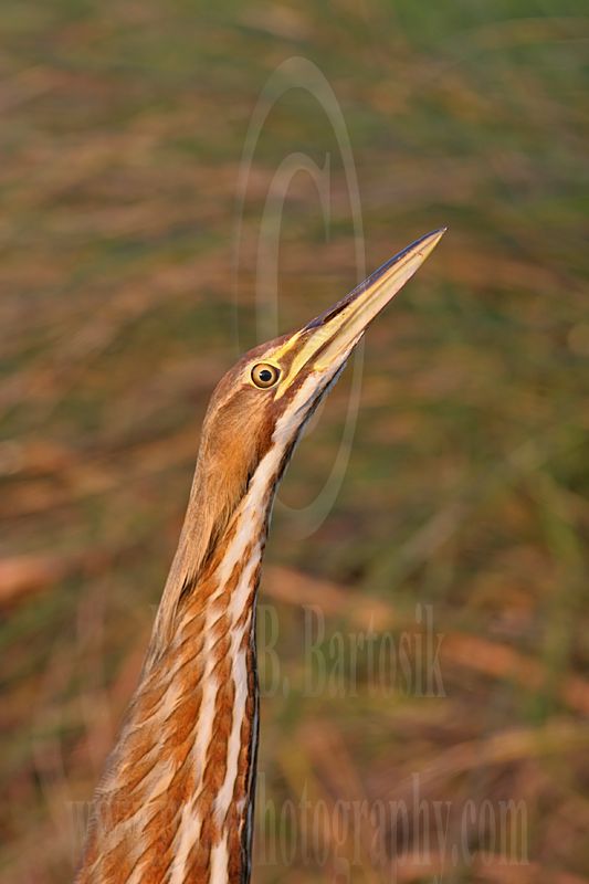 3709549_American_Bittern.jpg