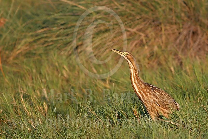 3754979_American_Bittern.jpg