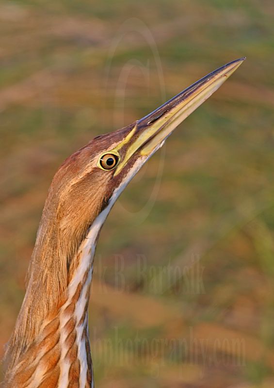 3754980_American_Bittern.jpg