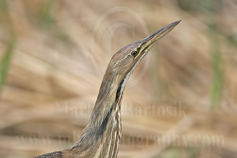 4287277_American_Bittern.jpg