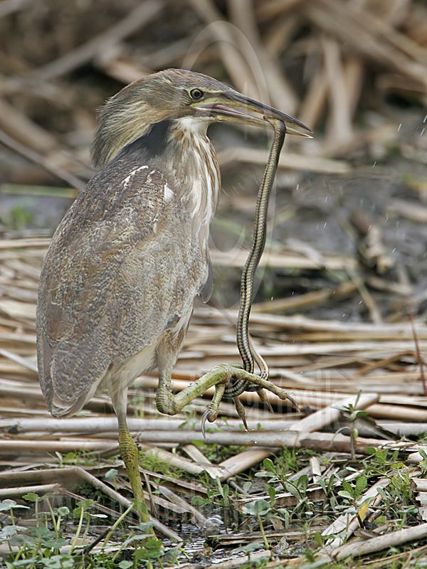 4287300_American_Bittern.jpg