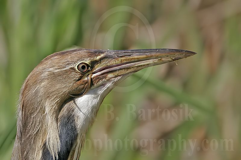4317298_American_Bittern.jpg