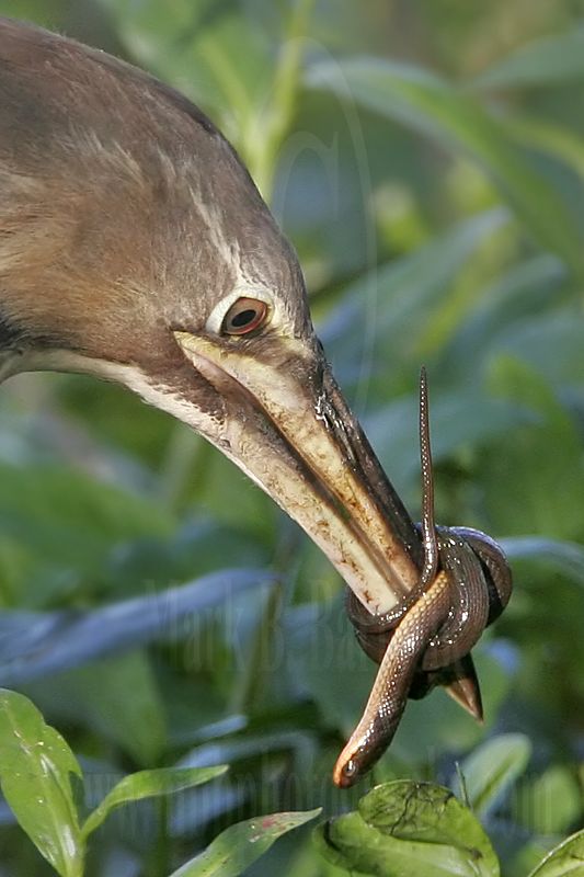 4341819_American_Bittern.jpg