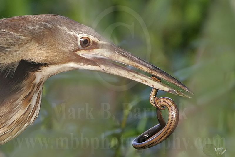 4341820_American_Bittern.jpg