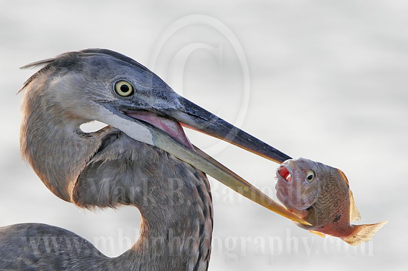 3820338_Great_Blue_Heron.jpg