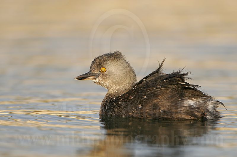 3876558_Least_Grebe.jpg