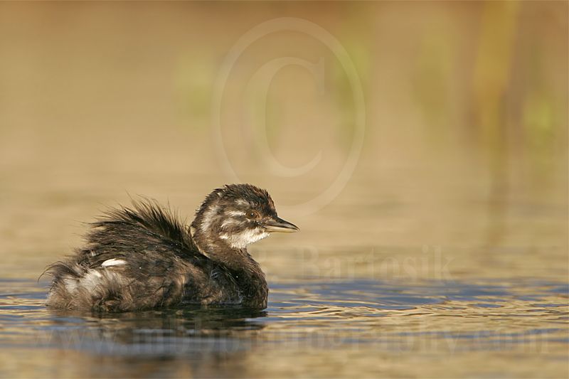 3876568_Least_Grebe.jpg