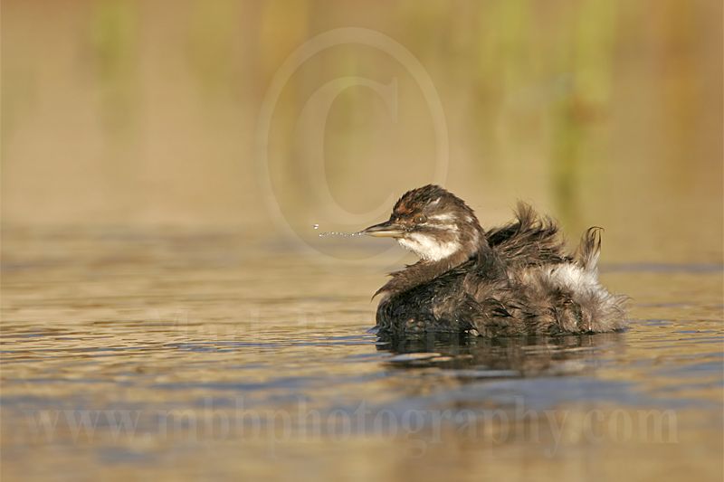 3876573_Least_Grebe.jpg