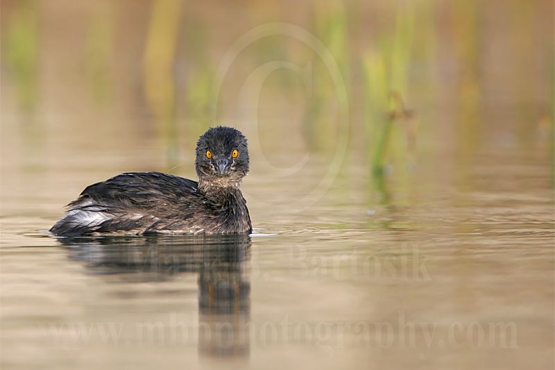 3876581_Least_Grebe.jpg