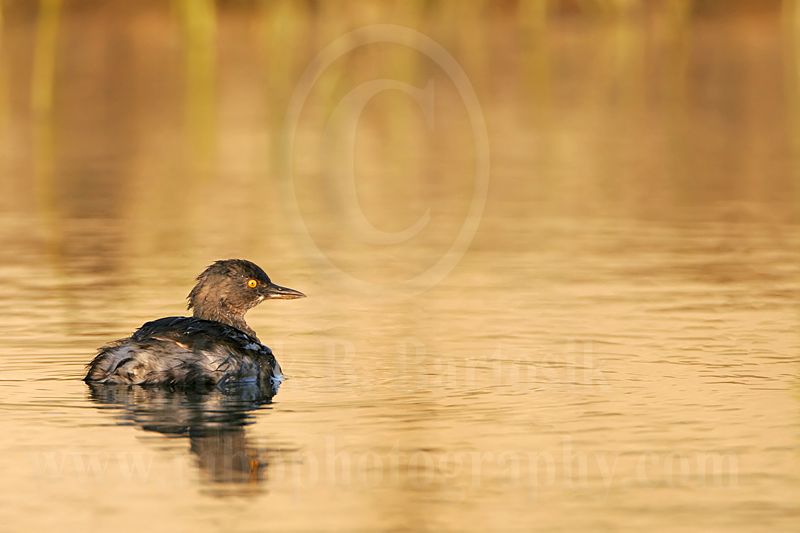 3876607_Least_Grebe.jpg