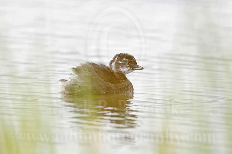3876626_Least_Grebe.jpg