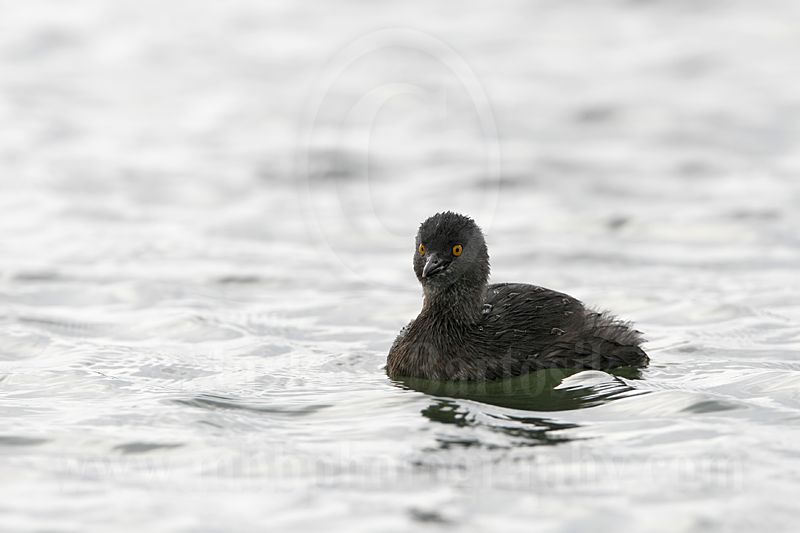 3876628_Least_Grebe.jpg