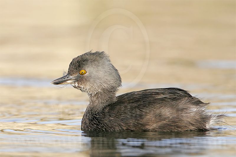 3876584_Least_Grebe feather.jpg