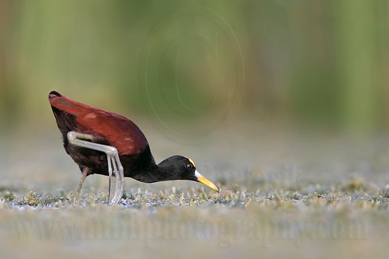 _MG_0399_Northern_Jacana.jpg