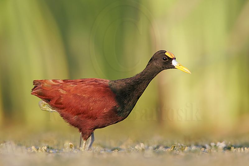 _MG_1195_Northern_Jacana.jpg
