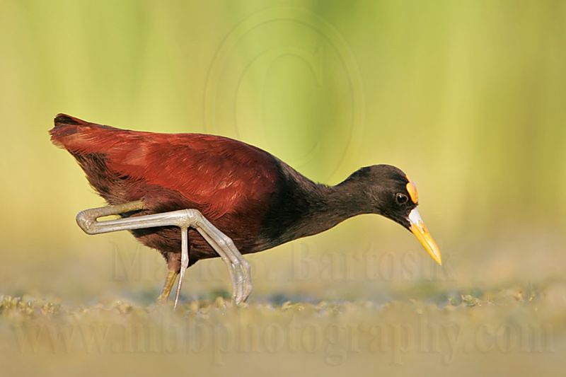 _MG_1260_Northern_Jacana.jpg