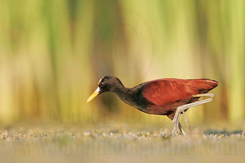 _MG_1420_Northern_Jacana.jpg