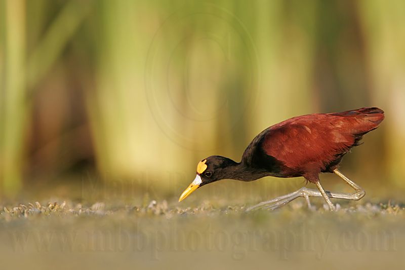 _MG_1425_Northern_Jacana.jpg