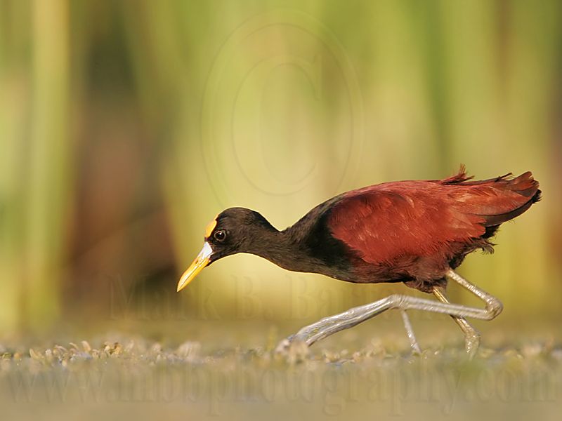 _MG_1432_Northern_Jacana.jpg
