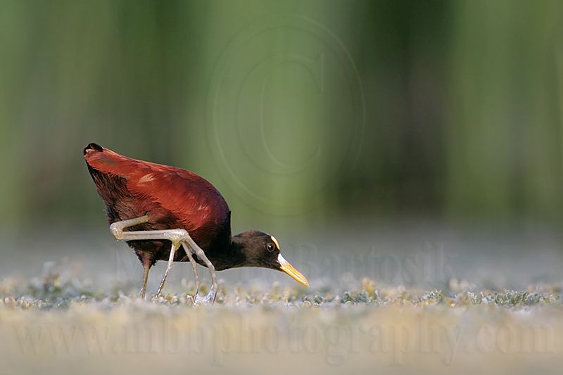 _MG_1659_Northern_Jacana.jpg