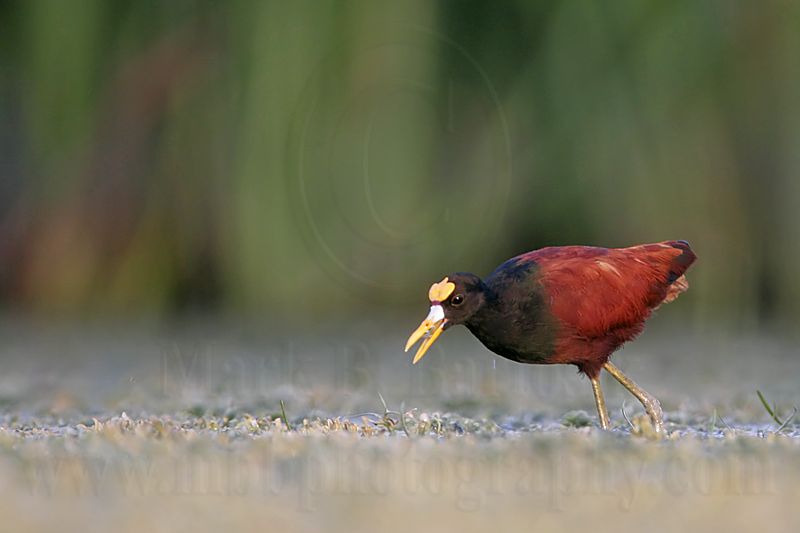 _MG_1681_Northern_Jacana.jpg