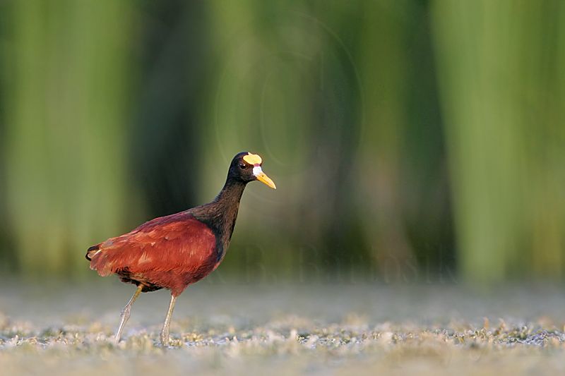 _MG_1713_Northern_Jacana.jpg