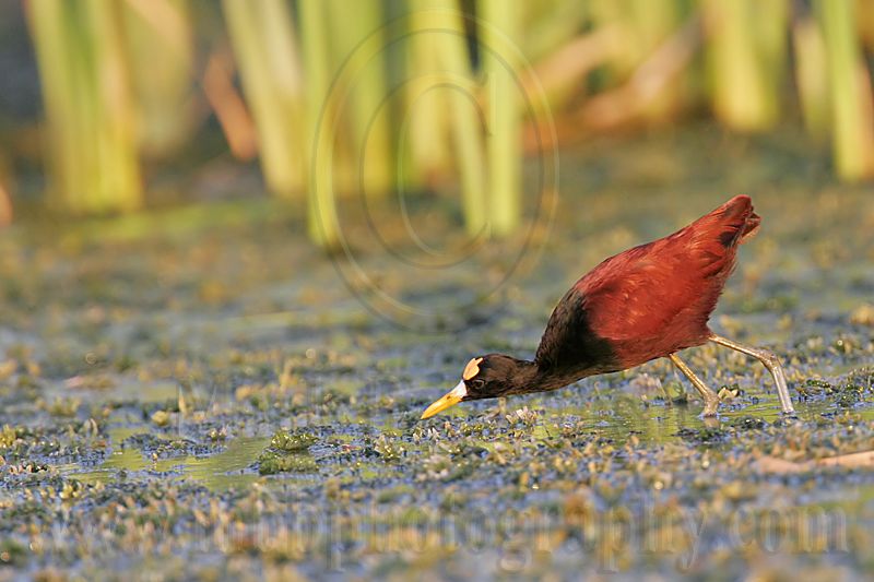 _MG_1735_Northern_Jacana.jpg