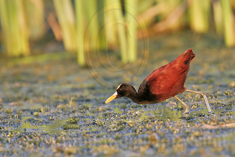 _MG_1736_Northern_Jacana.jpg