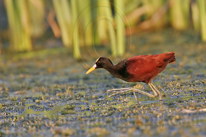 _MG_1738_Northern_Jacana.jpg