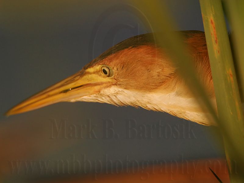 _MG_6246_Least_Bittern.jpg