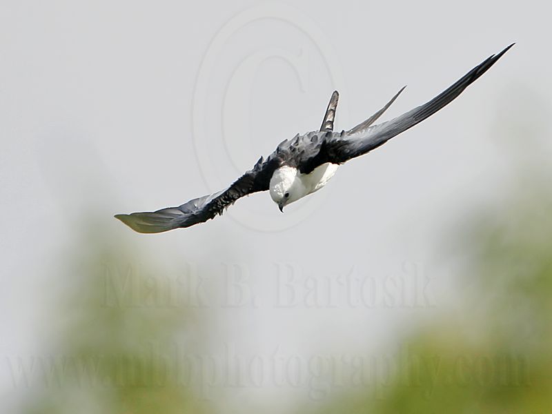 _MG_6225_Swallow-tailed Kite.jpg