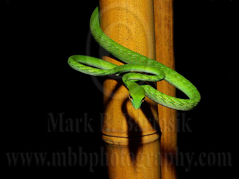 P9035261AsianVineSnake800.jpg
