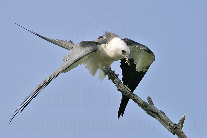 _MG_9183crop_Swallow-tailed Kite.jpg