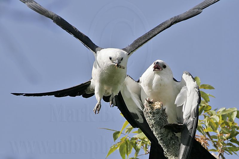 _MG_9562crop_Swallow-tailed Kite.jpg
