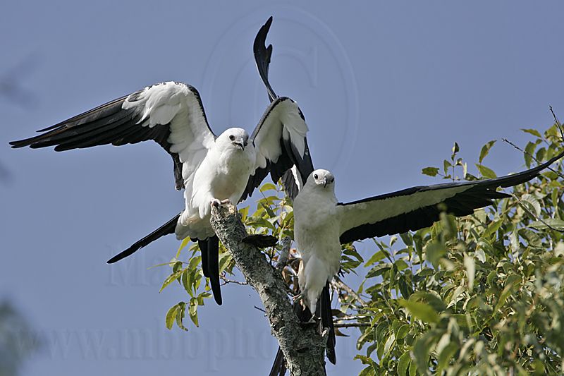 _MG_9570_Swallow-tailed Kite.jpg