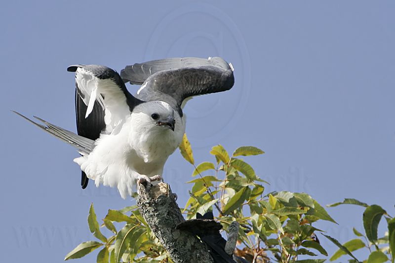 _MG_9572_Swallow-tailed Kite.jpg