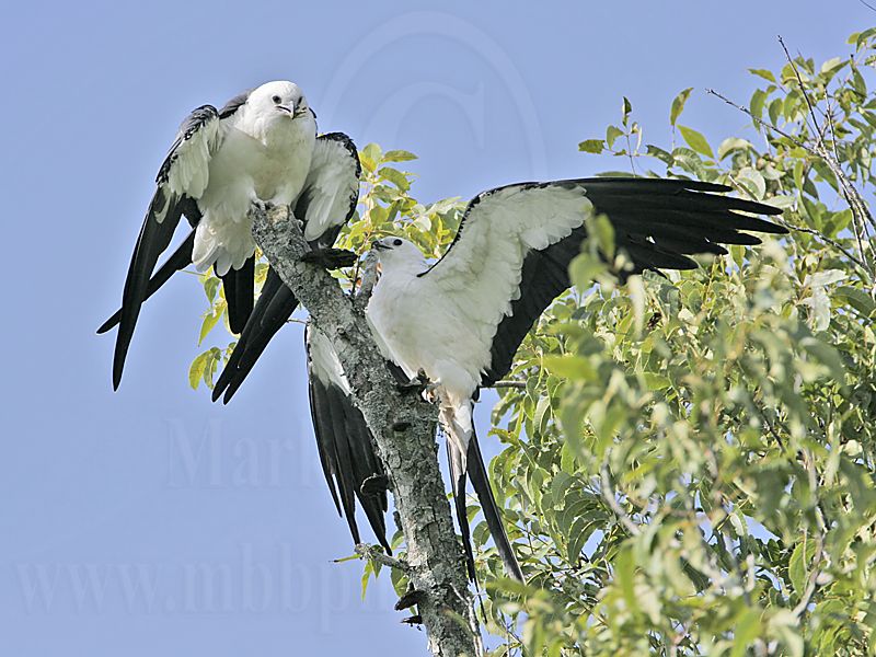 _MG_9627_Swallow-tailed Kite.jpg