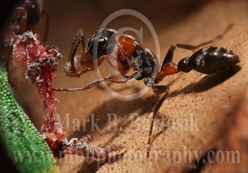 3655643-Pseudomyrmex gracilis.jpg