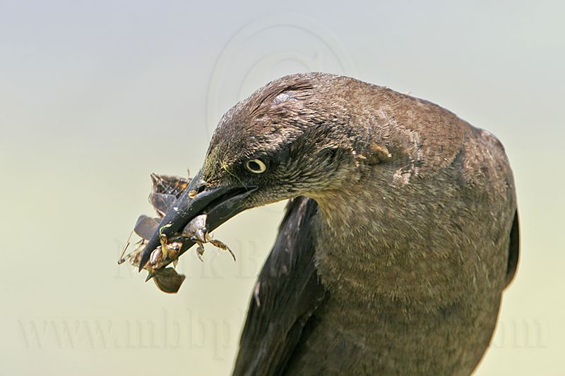 Great-tailed_Grackle_MG_0281.jpg