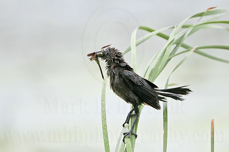 Great-tailed_Grackle_MG_3020.jpg
