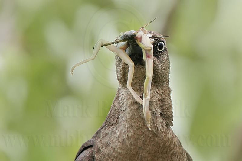 Great-tailed_Grackle_MG_9921.jpg